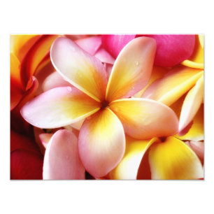 Plumeria Frangipani Hawaii Flower Gepersonaliseerd Foto Afdruk