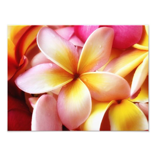 Plumeria Frangipani Hawaii Flower Gepersonaliseerd Foto Afdruk (Voorkant)