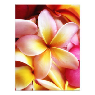 Plumeria Frangipani Hawaii Flower Gepersonaliseerd Foto Afdruk
