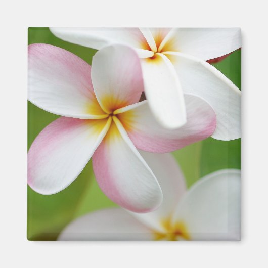 Plumeria Frangipani Hawaii Flower Gepersonaliseerd Magneet (Voorkant)