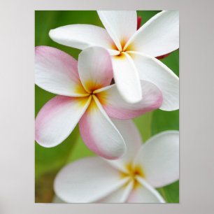 Plumeria Frangipani Hawaii Flower Gepersonaliseerd Poster