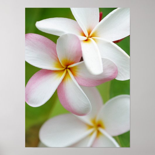 Plumeria Frangipani Hawaii Flower Gepersonaliseerd Poster (Voorkant)
