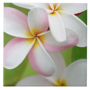 Plumeria Frangipani Hawaii Flower Gepersonaliseerd Tegeltje