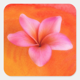 Plumeria Frangipani Hawaii Flower Gepersonaliseerd Vierkante Sticker