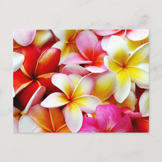 Plumeria Frangipani Hawaii Gepersonaliseerd Briefkaart (Voorkant)