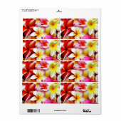 Plumeria Frangipani Hawaii Gepersonaliseerd Etiket (Full Sheet)