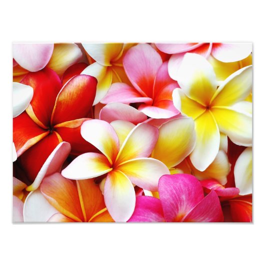 Plumeria Frangipani Hawaii Gepersonaliseerd Foto Afdruk (Voorkant)