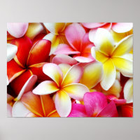 Plumeria Frangipani Hawaii Gepersonaliseerd