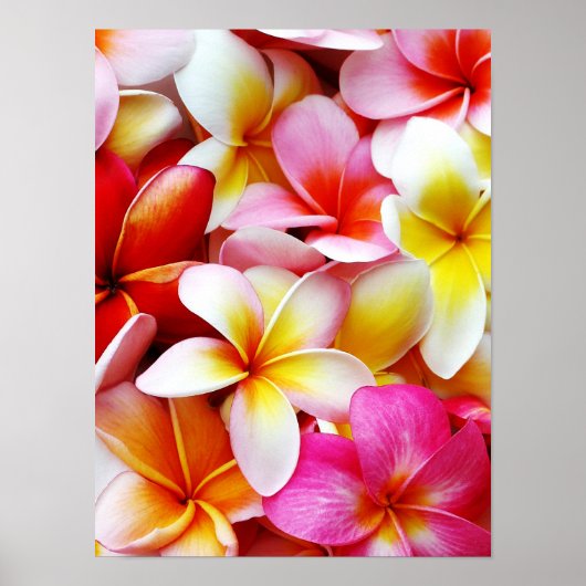 Plumeria Frangipani Hawaii Gepersonaliseerd Poster (Voorkant)