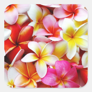 Plumeria Frangipani Hawaii Gepersonaliseerd Vierkante Sticker