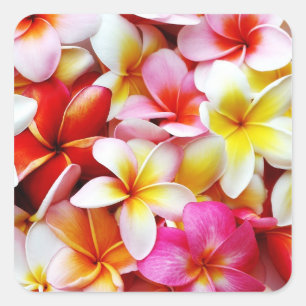 Plumeria Frangipani Hawaii Gepersonaliseerd Vierkante Sticker