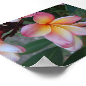 Plumeria (Frangipani) Poster (Hoek)