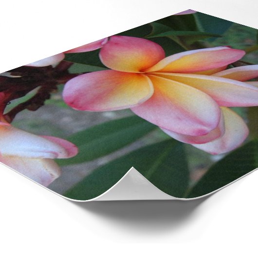 Plumeria (Frangipani) Poster (Hoek)
