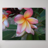 Plumeria (Frangipani) Poster (Voorkant)