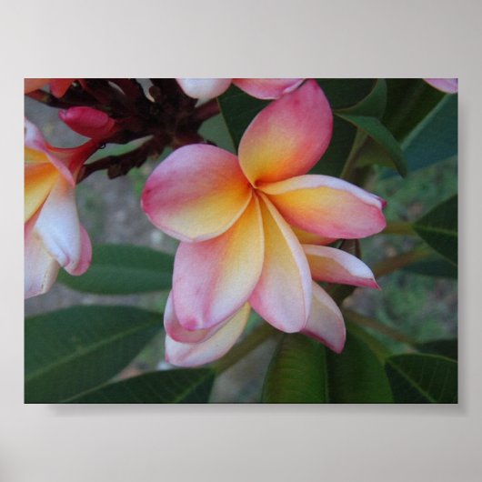 Plumeria (Frangipani) Poster (Voorkant)