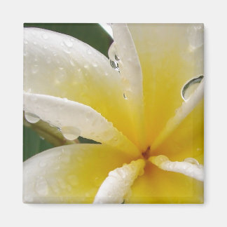 Plumeria gelb magneet