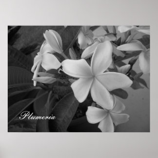 plumeria - Gepersonaliseerd Poster