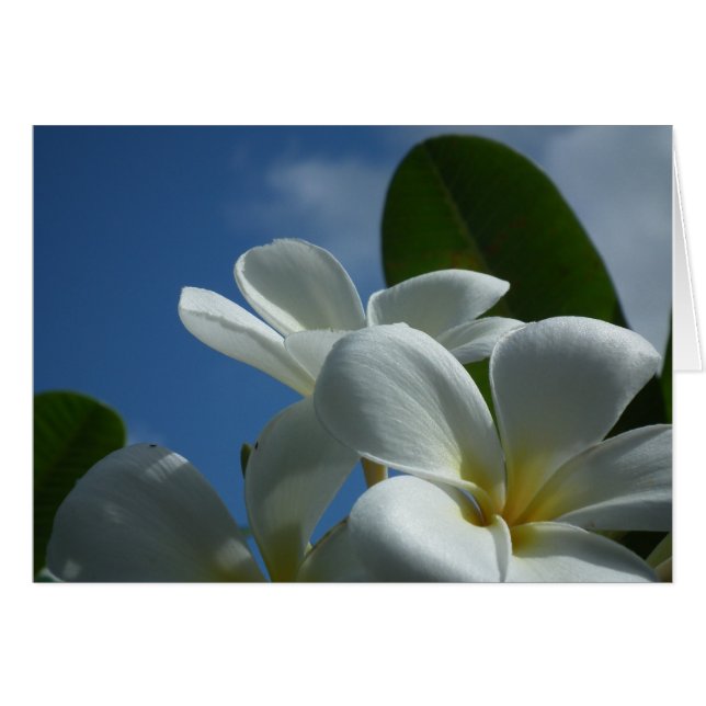 Plumeria Gift Card (Voorkant Horizontaal)