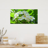 Plumeria Greeting Morning Poster (Keuken)