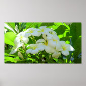 Plumeria Greeting Morning Poster (Voorkant)