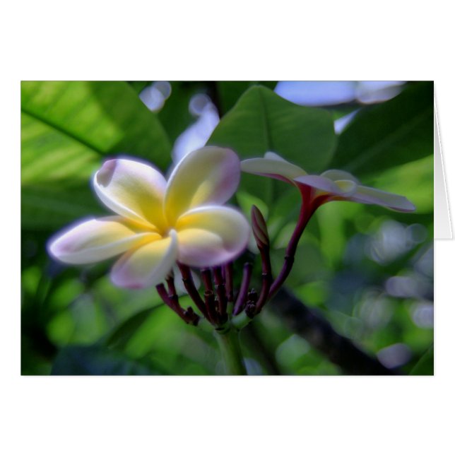 Plumeria Hawaii (Voorkant Horizontaal)