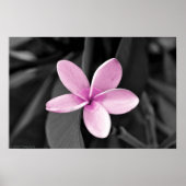 Plumeria in Bloom Poster (Voorkant)