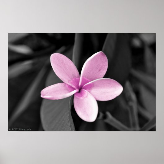 Plumeria in Bloom Poster (Voorkant)