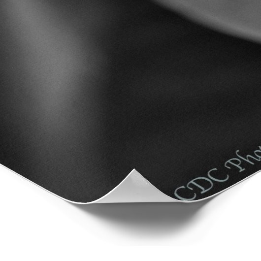 Plumeria in Bloom Poster (Hoek)