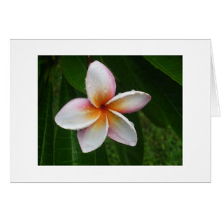 Plumeria in de regen