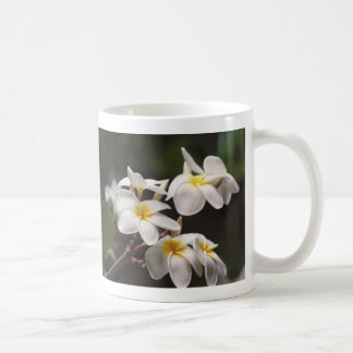 plumeria koffiemok