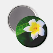 Plumeria Magneet (Voorkant / Achterkant)