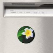 Plumeria Magneet (Insitu (Vaatwasser))
