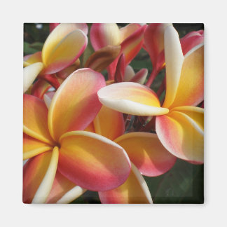 plumeria magneet