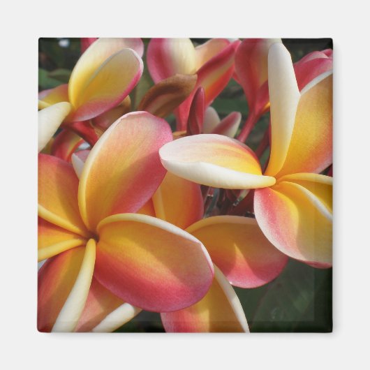 plumeria magneet (Voorkant)