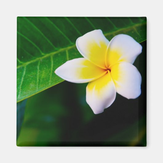 Plumeria Magneet (Voorkant)