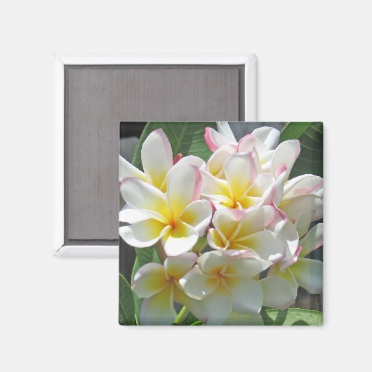 Plumeria Magnet (Voorkant / Achterkant)