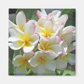 Plumeria Magnet (Voorkant)