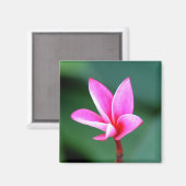 Plumeria Magnet (Voorkant / Achterkant)
