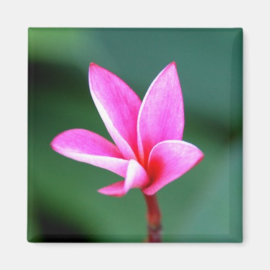 Plumeria Magnet (Voorkant)