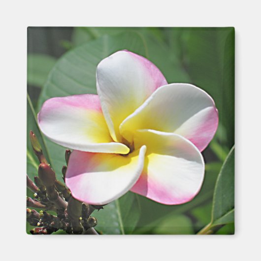 Plumeria Magnet (Voorkant)