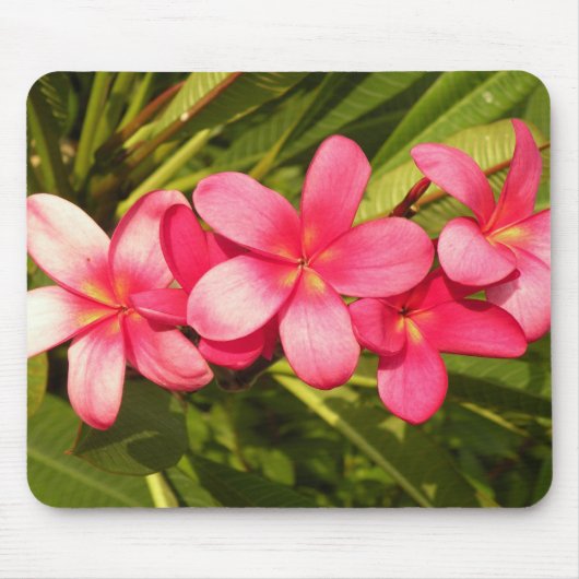 plumeria muismat (Voorkant)