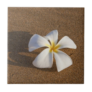 Plumeria op zandstrand, Maui, Hawaï, Verenigde Sta Tegeltje