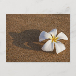 Plumeria op zandstrand, Maui, Hawaï, VS Briefkaart