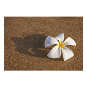 Plumeria op zandstrand, Maui, Hawaï, VS Foto Afdruk