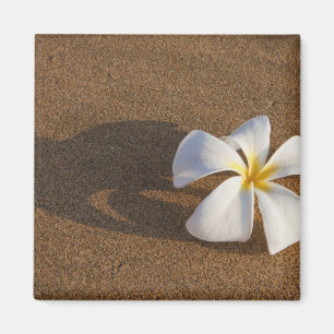 Plumeria op zandstrand, Maui, Hawaï, VS Magneet
