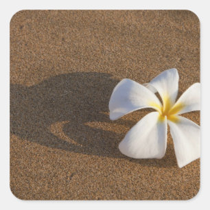 Plumeria op zandstrand, Maui, Hawaï, VS Vierkante Sticker
