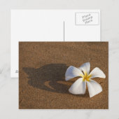 Plumeria op zandstrand, Maui, Hawaii, Verenigde St Briefkaart (Voorkant / Achterkant)