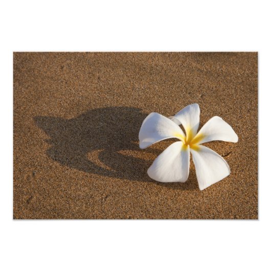 Plumeria op zandstrand, Maui, Hawaii, Verenigde St Foto Afdruk (Voorkant)