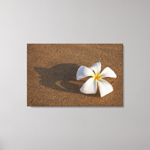 Plumeria op zandstrand, Maui, Hawaii, VS Canvas Afdruk