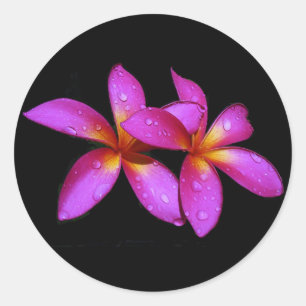 Plumeria paars op zwarte achtergrond ronde sticker